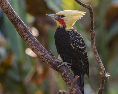 Bir ağaç dalına tünemiş sarı başlı ağaçkakan.