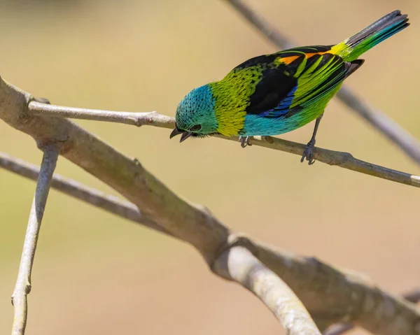 Oiseau Chanteur Multicorné Chantant Perché Sur Une Branche Arbre — Photo