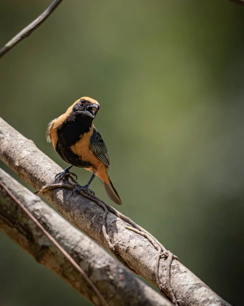 Colorido Pájaro Cantor Encaramado Una Rama Árbol —  Fotos de Stock