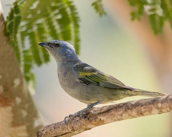 Multicoroed Songbird Hřadoval Větvi Stromu — Stock fotografie