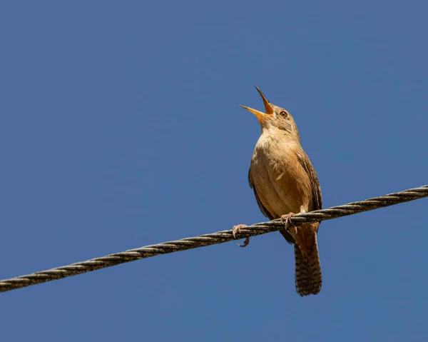 A tiny bird singing for the sunset