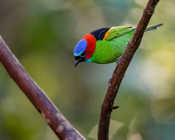 Багатокольоровий Птах Пісень Просякнув Гілку Дерева — стокове фото