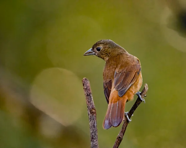 木の枝に鳥が倒れた — ストック写真