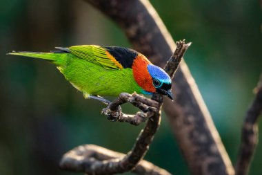 Ağaç dalına tünemiş çok dilli bir ötücü kuş.