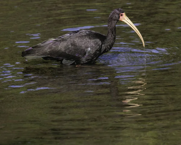 Een Langharige Vogel Zwerven Rond Ondiepe Wateren Van Een Kreek — Stockfoto