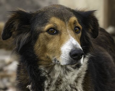 Çiftlikle ilgilenen sevimli ve sessiz bir köpek.