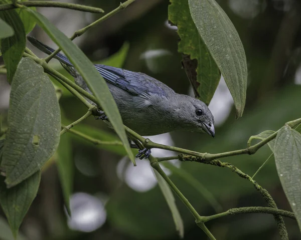Oiseau Perché Sur Une Branche Arbre — Photo