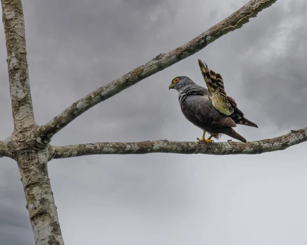 Pequeno Falcão Empoleirado Galho Árvore — Fotografia de Stock