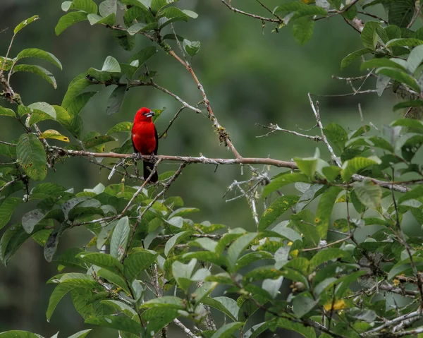 一只鲜红的鸟栖息在树枝上 — 图库照片