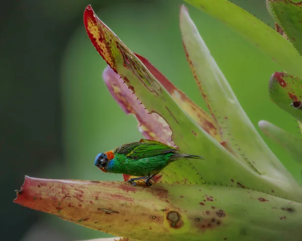 Ein Vielfarbiger Vogel Thront Auf Einer Bromelie — Stockfoto