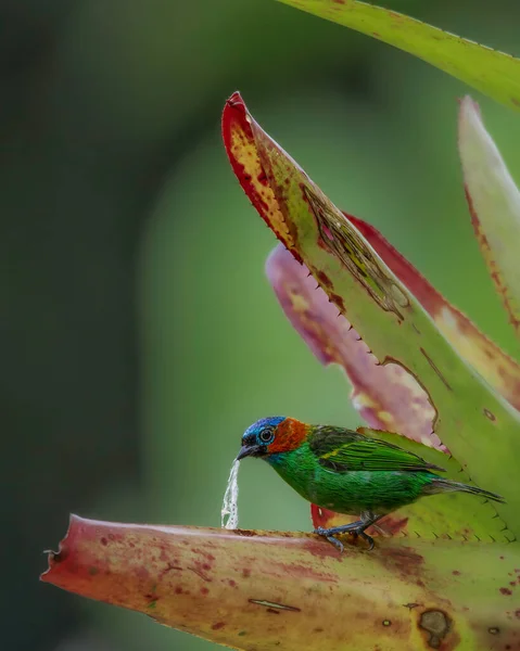 Oiseau Multicolore Perché Sur Une Bromélie Recherche Nourriture — Photo