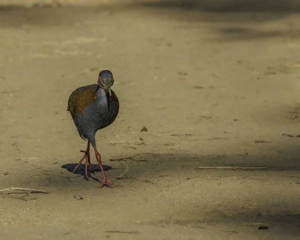 Oiseau Aux Yeux Rouges Errant Autour Route — Photo