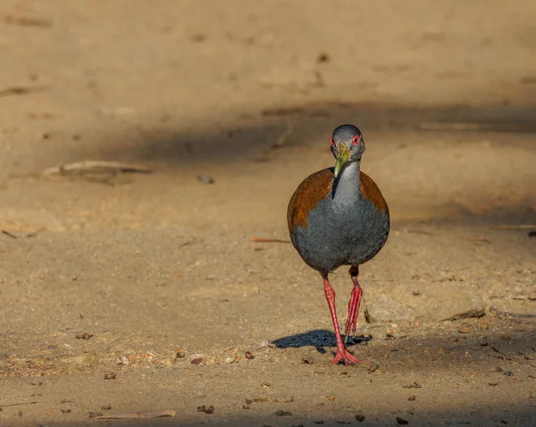 赤い目の鳥が道をさまよっていた — ストック写真