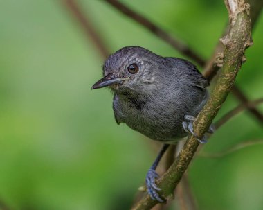 Ağaç dalına tünemiş küçük bir kuş