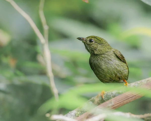 Ein Kleiner Vogel Versucht Ein Blatt Imitieren — Stockfoto