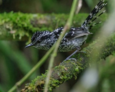 Küçük siyah beyaz benekli bir kuş gergin görünüyor.