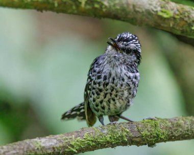 Küçük siyah beyaz benekli bir kuş tuhaf bir şekilde arabaya bakıyor.
