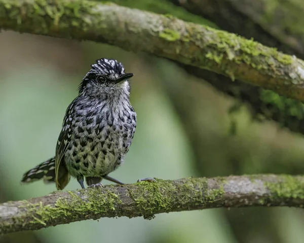 Küçük siyah beyaz benekli bir kuş bir ağaç dalına tünemiş.
