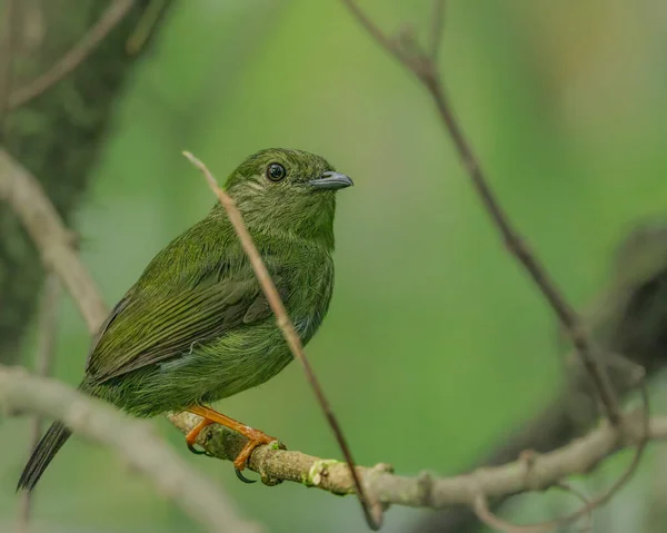 Ein Kleiner Vogel Der Perfekt Maskiert Auf Einem Ast Hockt — Stockfoto