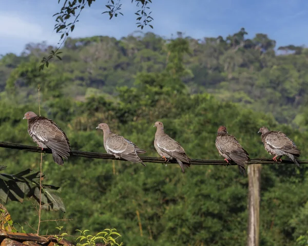 Bir Grup Vahşi Güvercin Güneşin Altında Bir Telin Üzerinde Isınıyor — Stok fotoğraf