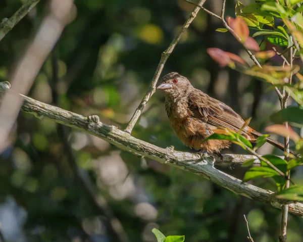 Рыжеглазая Птица Сидящая Ветке Дерева — стоковое фото
