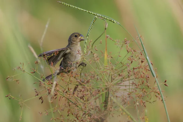 Ein Kleiner Vogel Frisst Grassamen — Stockfoto