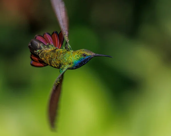 Colibrì Multicolore Libra Mentre Decide Dove Andare — Foto Stock