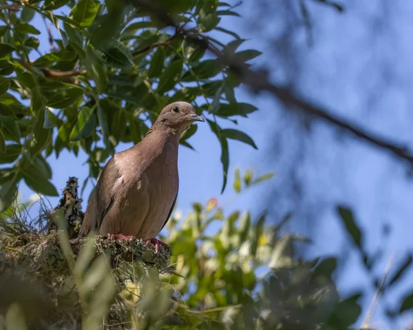 Bir Ağaç Dalına Tünemiş Küçük Bir Güvercin — Stok fotoğraf