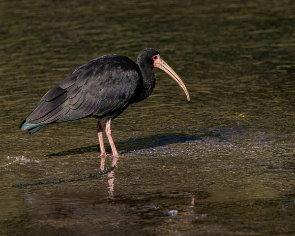 Ein Langschnäbeliger Vogel Der Durch Flaches Wasser Eines Baches Wandert — Stockfoto