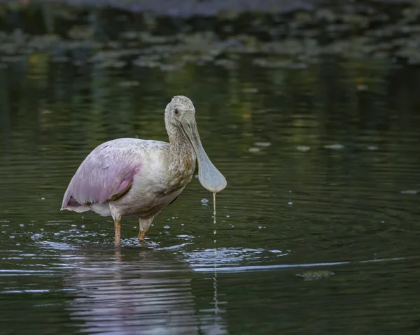 A big bird dropping water from its awkward beak