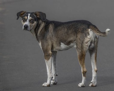 Güneşli bir sabahta parkta yürüyen dost canlısı bir sokak köpeği.