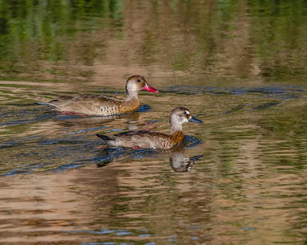 Ein Paar Kricken Schwimmen Schlammigen Wasser — Stockfoto