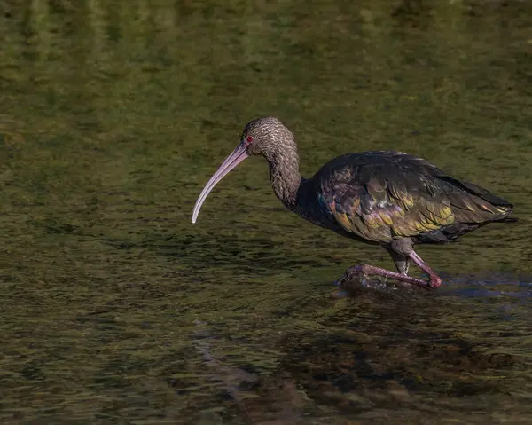 Ein Ibis Wandert Durch Schlammiges Wasser — Stockfoto