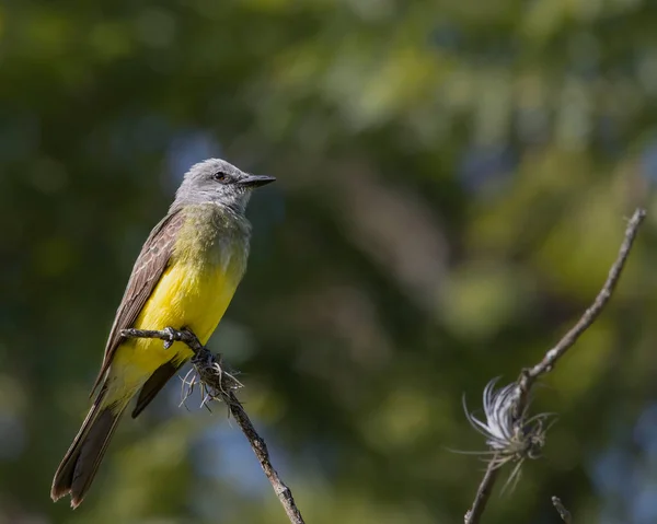 Ein Singvogel Thront Auf Einem Ast Und Genießt Die Morgensonne — Stockfoto