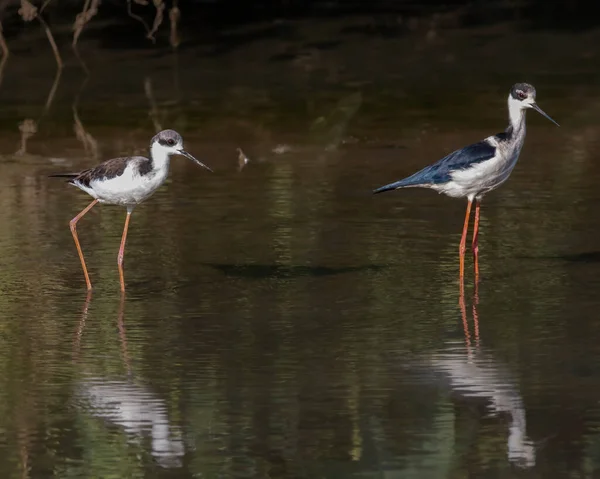 Mère Poussin Oiseaux Longues Pattes Errant Autour Mouille — Photo