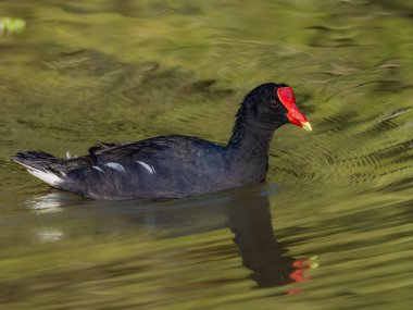 Kırmızı kasklı siyah bir kuş göletin sığ sularından geçiyor.