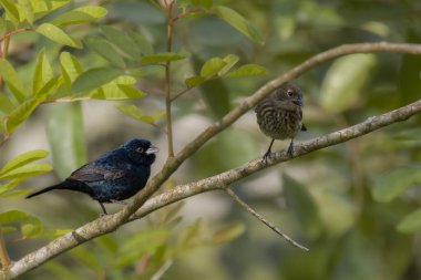 Ağaç dalına tünemiş iki küçük kuş.