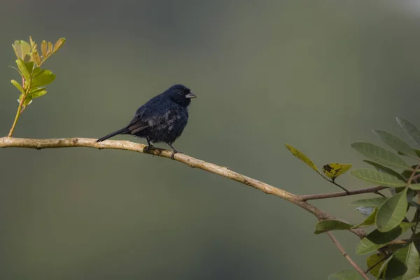 Pequeño Pájaro Calentándose Posado Una Rama Árbol —  Fotos de Stock