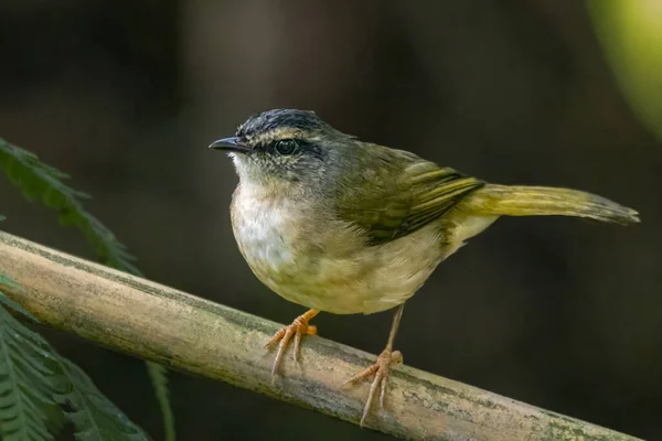 Liten Fågel Trädgren — Stockfoto