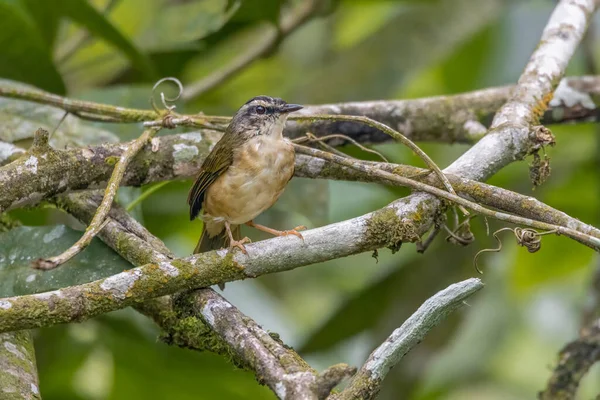 Ağaç Dalına Tünemiş Küçük Bir Kuş — Stok fotoğraf