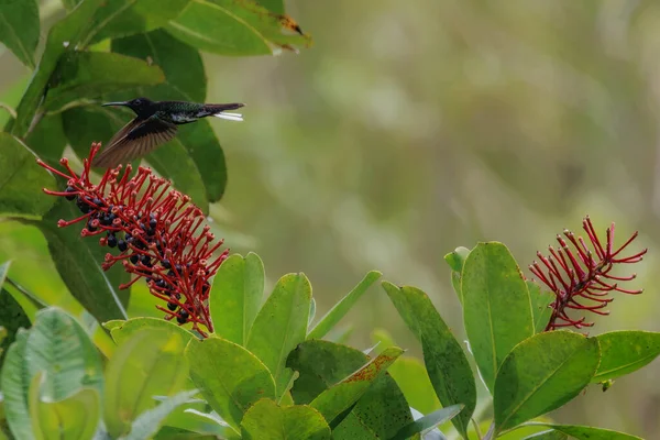 一只小小的蜂鸟飞过盛开的灌木丛 — 图库照片