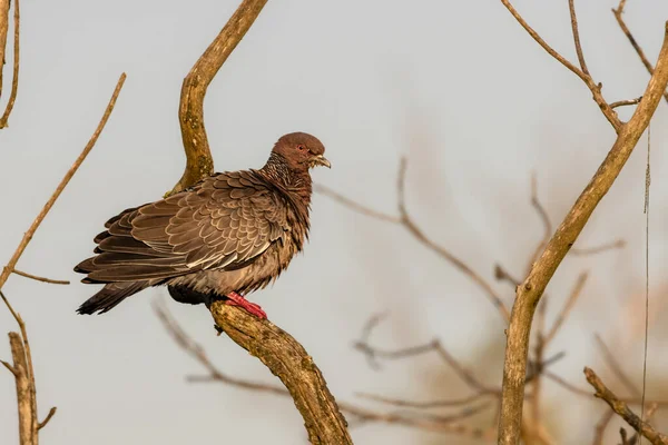 Pigeon Réchauffant Sous Soleil Perché Sur Une Branche Arbre — Photo