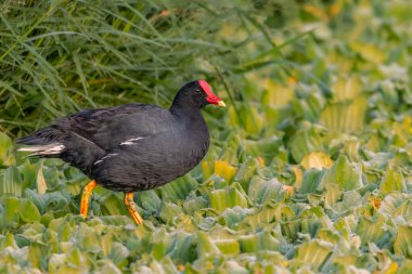 Çimlerden çıkan bir kuş su bitkilerinin üzerine çıkıyor.