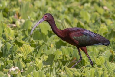 Su lahanalarının üstünde yiyecek arayan renkli bir Ibis.