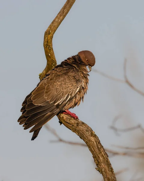 Pigeon Nettoie Range Ses Plumes Perchées Sur Arbre — Photo