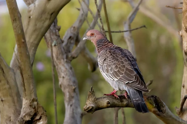 Pigeon Bronzant Sur Une Branche Arbre — Photo