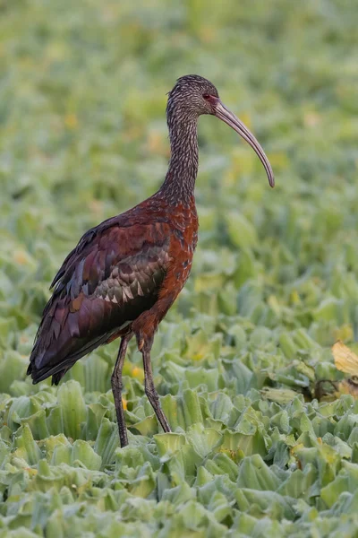 Ein Bunter Ibiss Wandert Über Wasserkohl Einem Sumpf — Stockfoto