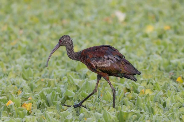 Ein Bunter Ibiss Wandert Über Wasserkohl Einem Sumpf — Stockfoto
