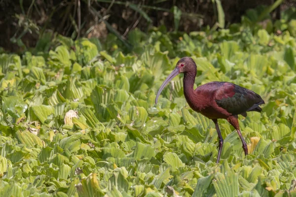 Ein Bunter Ibis Auf Der Suche Nach Nahrung Auf Wasserkohl — Stockfoto