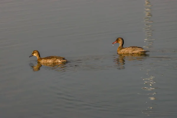 Couple Teals Swimming Park Pond — Stock Photo, Image